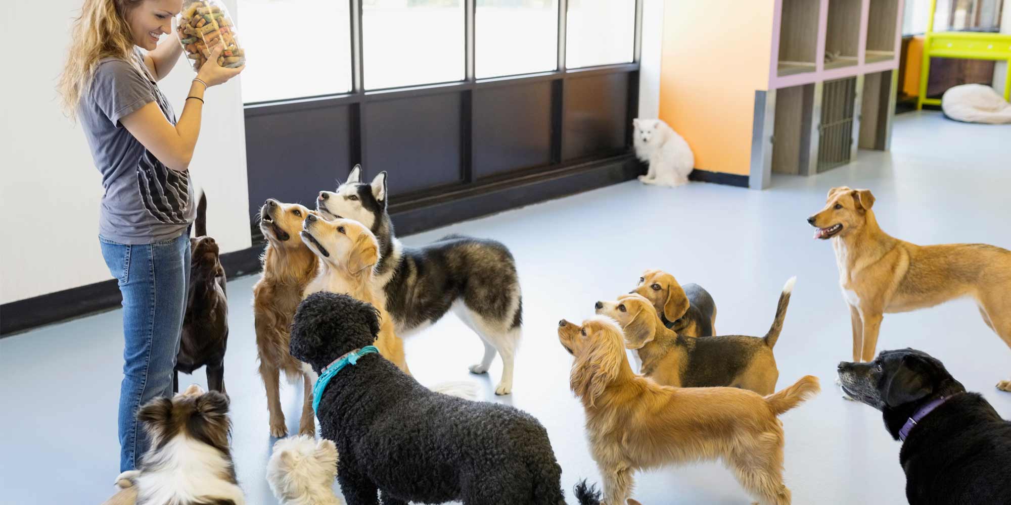 Pet Boarding