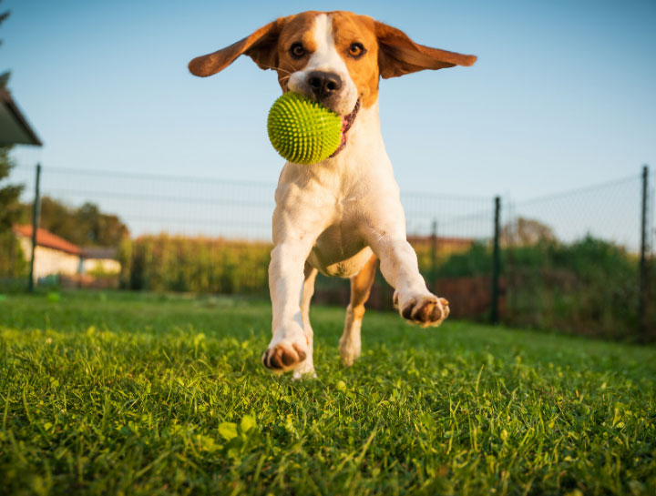 Dog playing