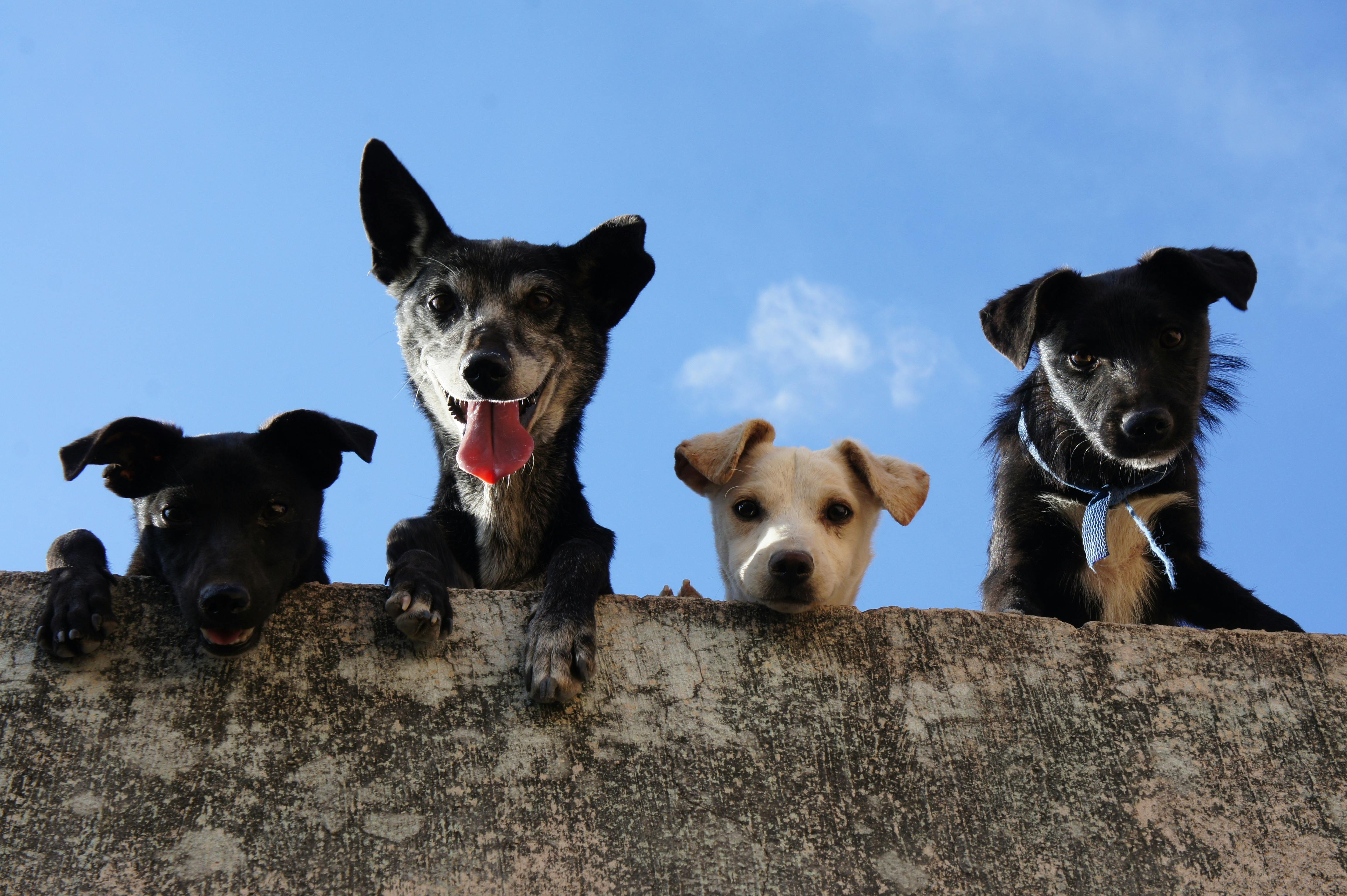 Puppy Adoption