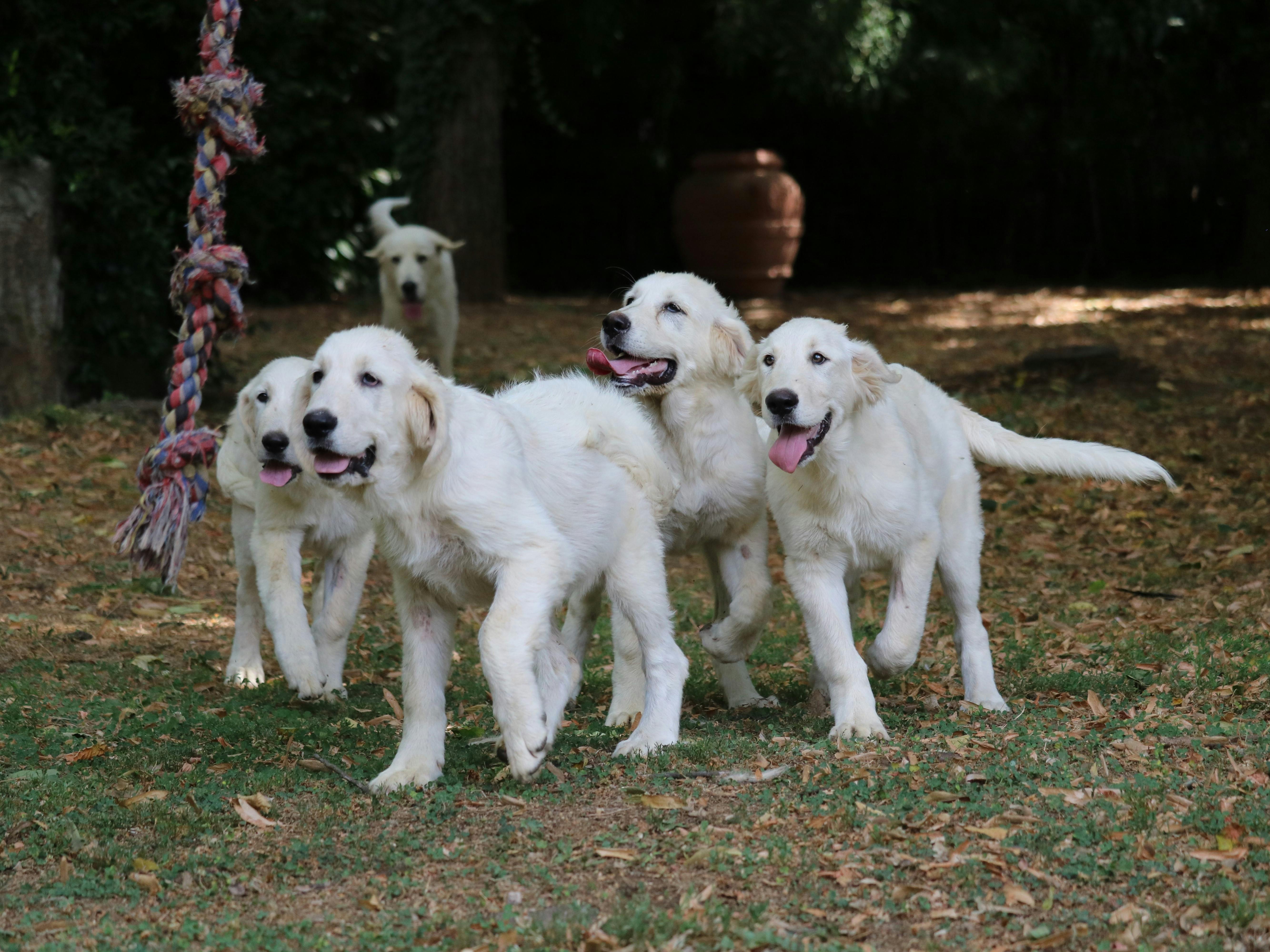 Started Dogs