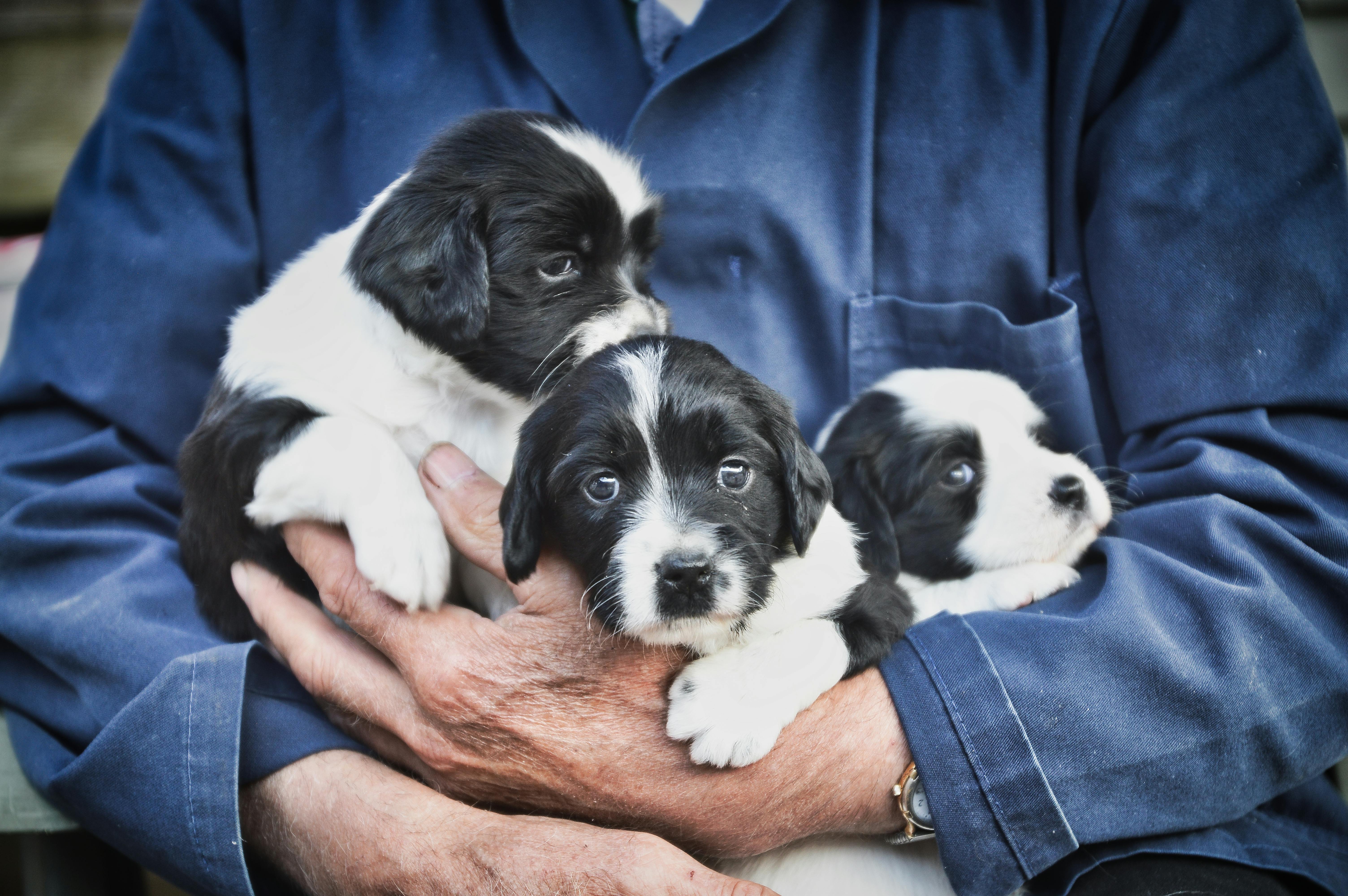 German Shorthair Puppies