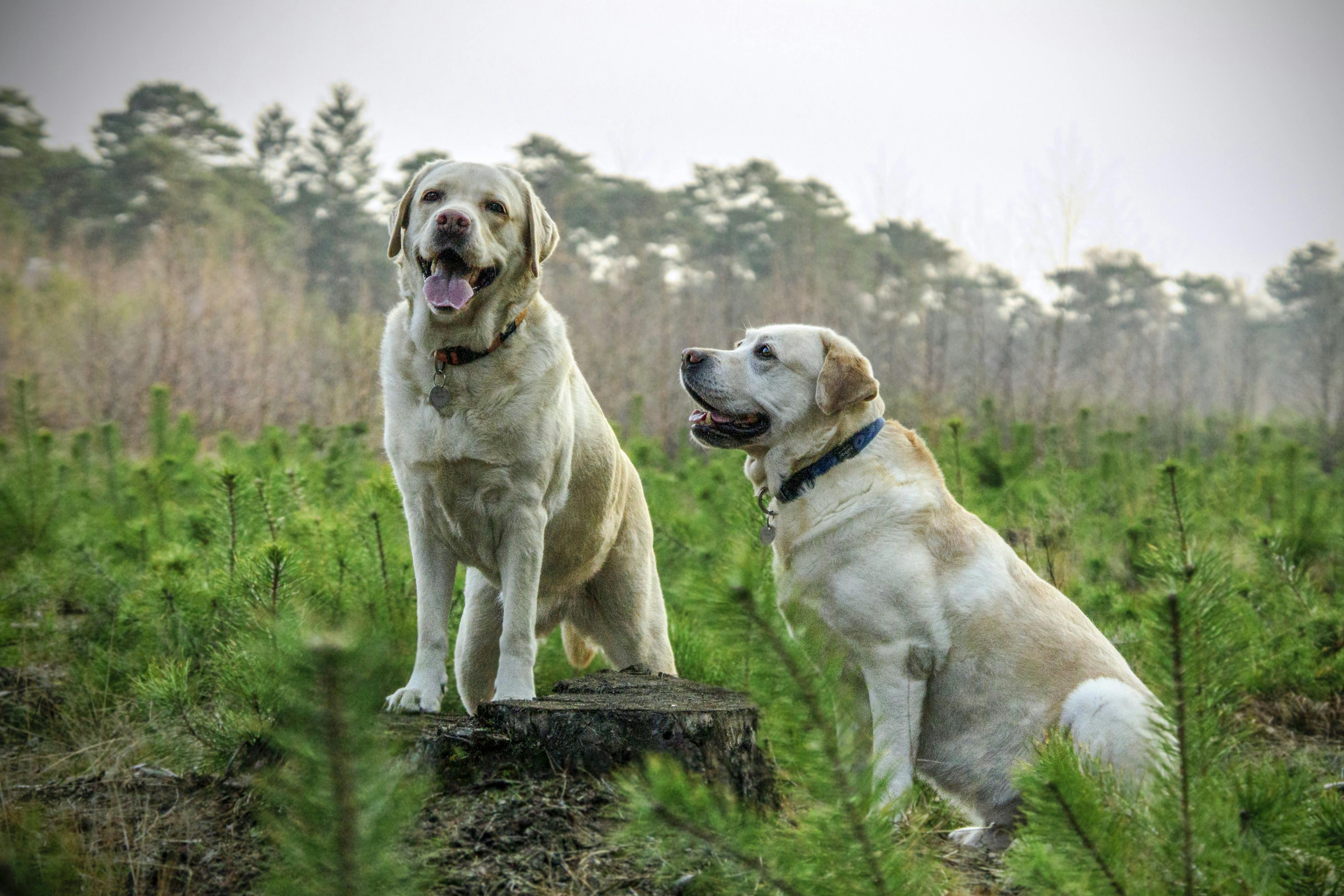Fully Trained Dogs